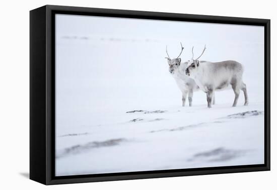 Reindeer standing on ridge in snow, Svalbard, Norway-Danny Green-Framed Premier Image Canvas