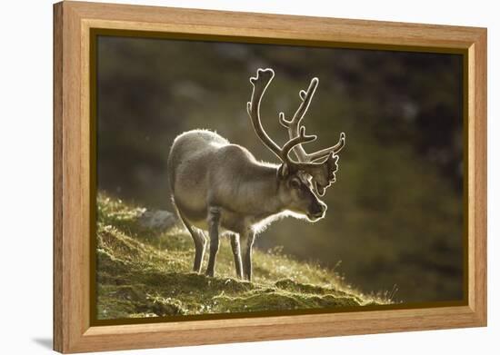 Reindeer, Svalbard, Norway-Paul Souders-Framed Premier Image Canvas