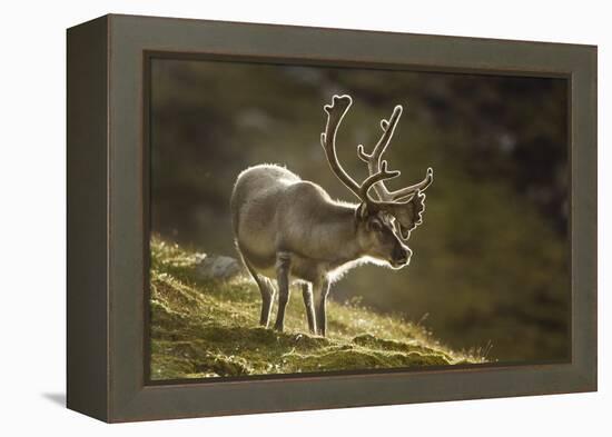 Reindeer, Svalbard, Norway-Paul Souders-Framed Premier Image Canvas