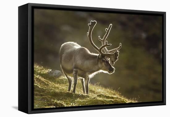 Reindeer, Svalbard, Norway-Paul Souders-Framed Premier Image Canvas