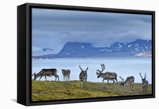 Reindeer, Svalbard, Norway-Paul Souders-Framed Premier Image Canvas