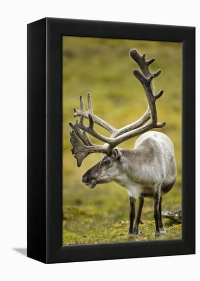 Reindeer, Svalbard, Norway-Paul Souders-Framed Premier Image Canvas