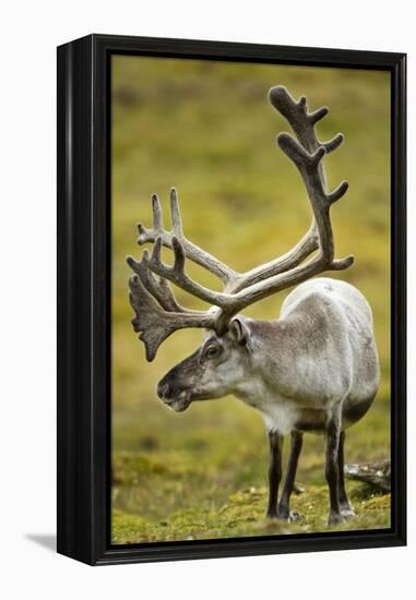 Reindeer, Svalbard, Norway-Paul Souders-Framed Premier Image Canvas