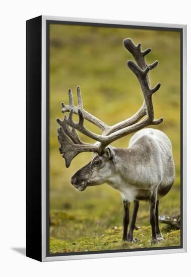 Reindeer, Svalbard, Norway-Paul Souders-Framed Premier Image Canvas