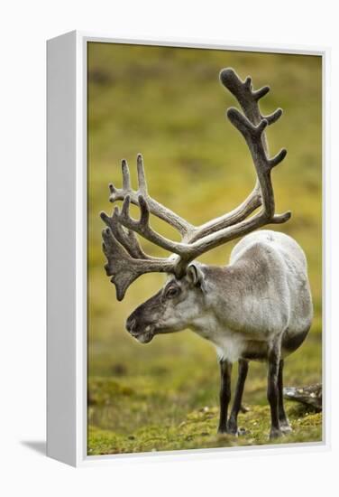 Reindeer, Svalbard, Norway-Paul Souders-Framed Premier Image Canvas