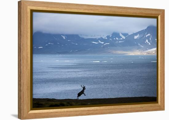 Reindeer, Svalbard, Norway-Paul Souders-Framed Premier Image Canvas