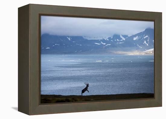 Reindeer, Svalbard, Norway-Paul Souders-Framed Premier Image Canvas