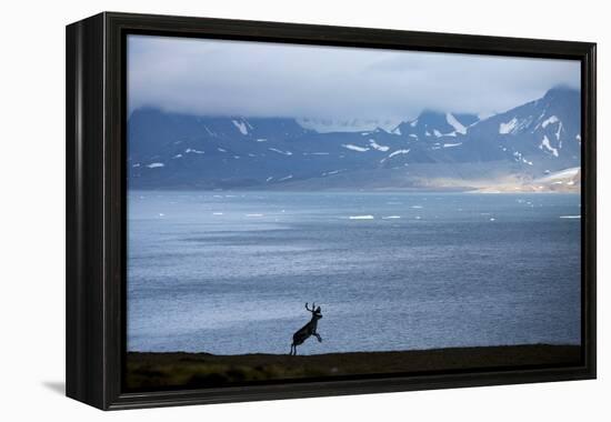 Reindeer, Svalbard, Norway-Paul Souders-Framed Premier Image Canvas