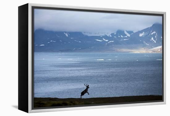 Reindeer, Svalbard, Norway-Paul Souders-Framed Premier Image Canvas