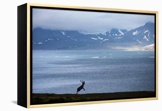 Reindeer, Svalbard, Norway-Paul Souders-Framed Premier Image Canvas