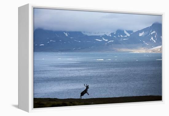 Reindeer, Svalbard, Norway-Paul Souders-Framed Premier Image Canvas