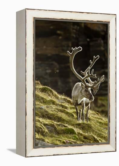 Reindeer, Svalbard, Norway-Paul Souders-Framed Premier Image Canvas