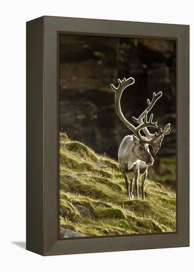 Reindeer, Svalbard, Norway-Paul Souders-Framed Premier Image Canvas