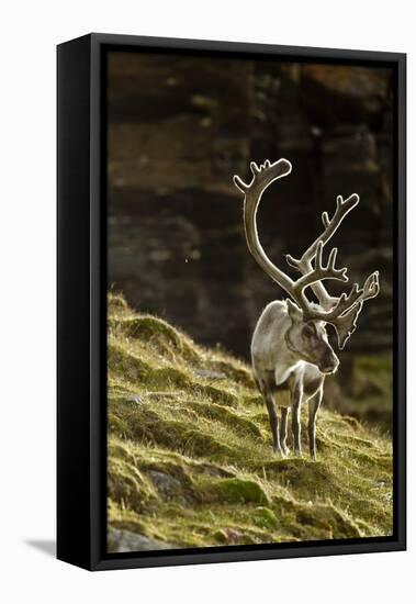 Reindeer, Svalbard, Norway-Paul Souders-Framed Premier Image Canvas