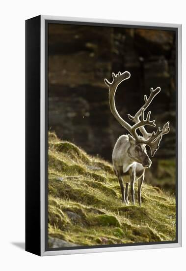 Reindeer, Svalbard, Norway-Paul Souders-Framed Premier Image Canvas