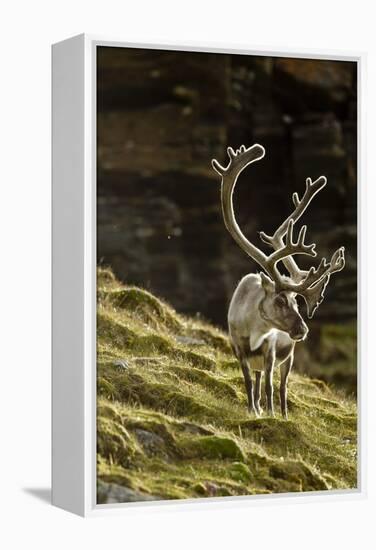 Reindeer, Svalbard, Norway-Paul Souders-Framed Premier Image Canvas