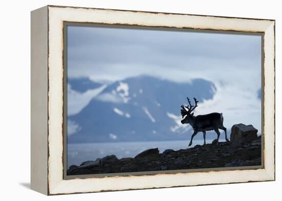 Reindeer, Svalbard, Norway-Paul Souders-Framed Premier Image Canvas