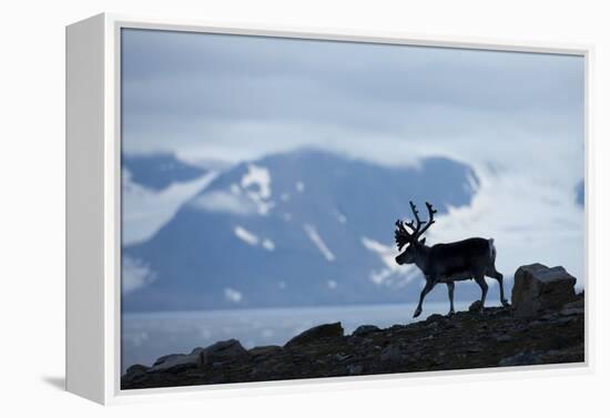 Reindeer, Svalbard, Norway-Paul Souders-Framed Premier Image Canvas