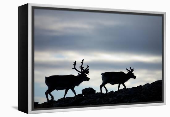 Reindeer, Svalbard, Norway-Paul Souders-Framed Premier Image Canvas