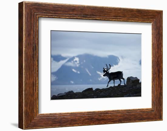 Reindeer, Svalbard, Norway-Paul Souders-Framed Photographic Print