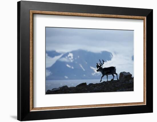 Reindeer, Svalbard, Norway-Paul Souders-Framed Photographic Print