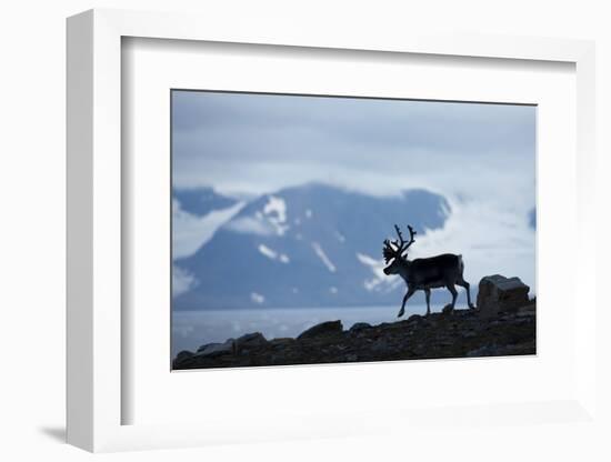 Reindeer, Svalbard, Norway-Paul Souders-Framed Photographic Print