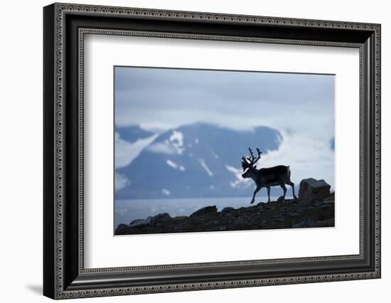 Reindeer, Svalbard, Norway-Paul Souders-Framed Photographic Print