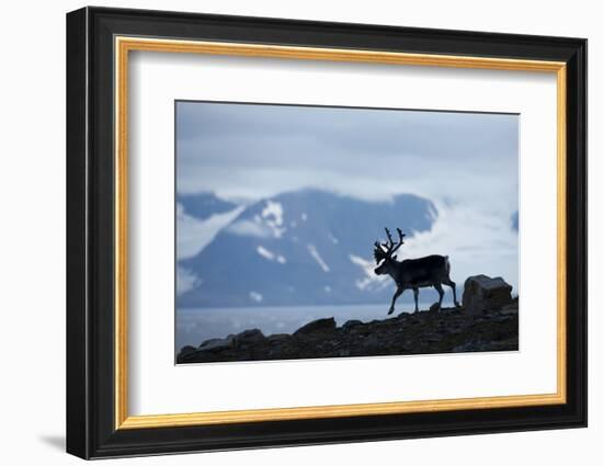 Reindeer, Svalbard, Norway-Paul Souders-Framed Photographic Print