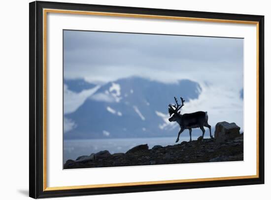 Reindeer, Svalbard, Norway-Paul Souders-Framed Photographic Print