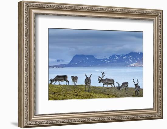 Reindeer, Svalbard, Norway-Paul Souders-Framed Photographic Print