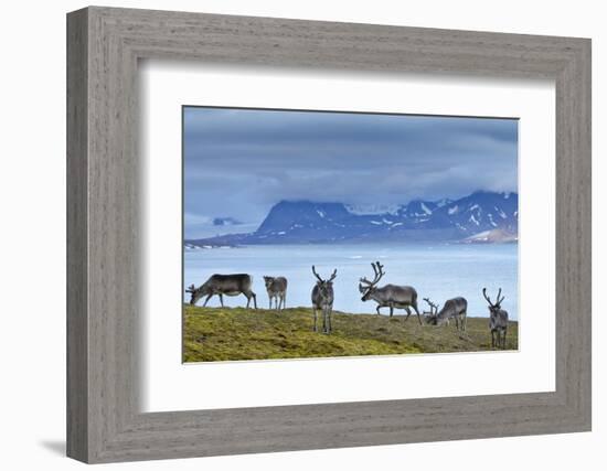 Reindeer, Svalbard, Norway-Paul Souders-Framed Photographic Print