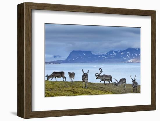 Reindeer, Svalbard, Norway-Paul Souders-Framed Photographic Print