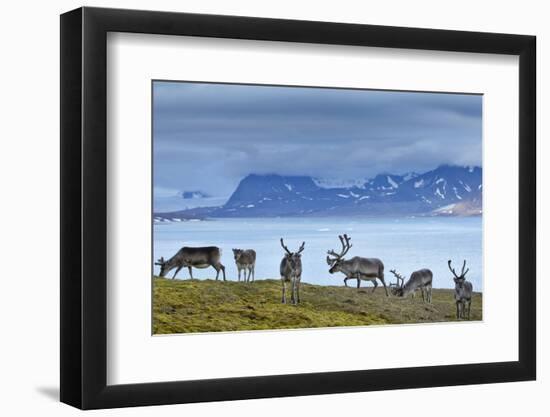 Reindeer, Svalbard, Norway-Paul Souders-Framed Photographic Print