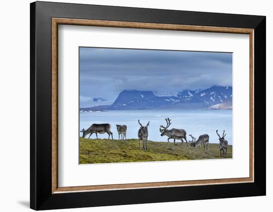 Reindeer, Svalbard, Norway-Paul Souders-Framed Photographic Print