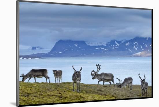 Reindeer, Svalbard, Norway-Paul Souders-Mounted Photographic Print