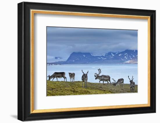 Reindeer, Svalbard, Norway-Paul Souders-Framed Photographic Print