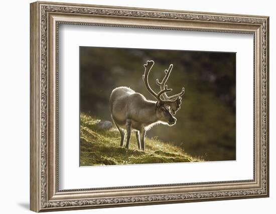 Reindeer, Svalbard, Norway-Paul Souders-Framed Photographic Print