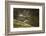 Reindeer, Svalbard, Norway-Paul Souders-Framed Photographic Print