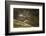 Reindeer, Svalbard, Norway-Paul Souders-Framed Photographic Print