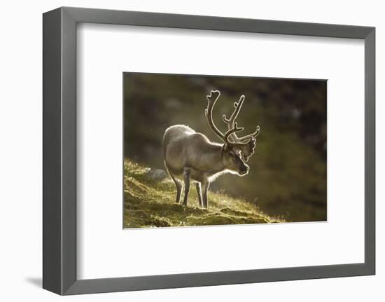 Reindeer, Svalbard, Norway-Paul Souders-Framed Photographic Print