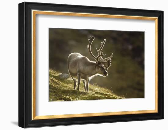 Reindeer, Svalbard, Norway-Paul Souders-Framed Photographic Print