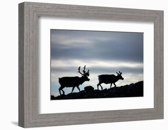 Reindeer, Svalbard, Norway-Paul Souders-Framed Photographic Print