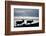 Reindeer, Svalbard, Norway-Paul Souders-Framed Photographic Print