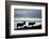 Reindeer, Svalbard, Norway-Paul Souders-Framed Photographic Print