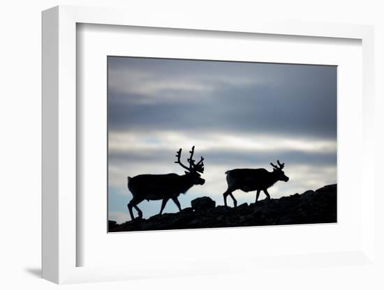 Reindeer, Svalbard, Norway-Paul Souders-Framed Photographic Print