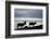 Reindeer, Svalbard, Norway-Paul Souders-Framed Photographic Print