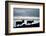 Reindeer, Svalbard, Norway-Paul Souders-Framed Photographic Print