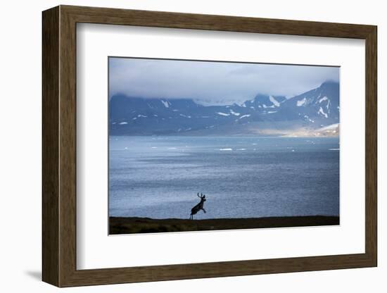 Reindeer, Svalbard, Norway-Paul Souders-Framed Photographic Print