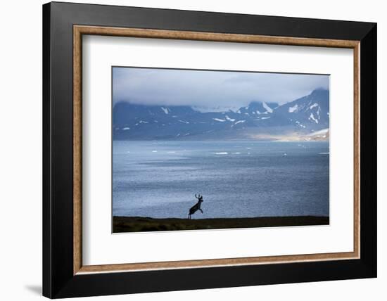 Reindeer, Svalbard, Norway-Paul Souders-Framed Photographic Print