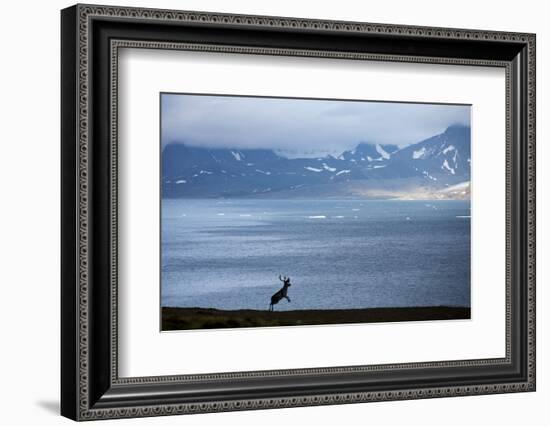 Reindeer, Svalbard, Norway-Paul Souders-Framed Photographic Print